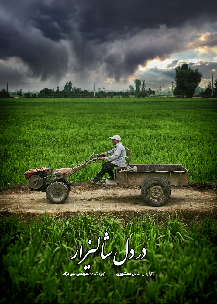 در دل شالیزار